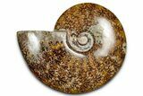 Polished Ammonite (Cleoniceras) Fossil With Pyrite #339087-1